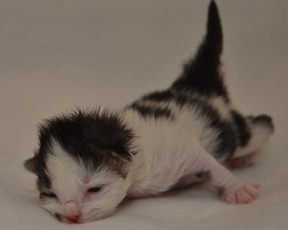 SIBIRISK KATTUNGE bAKER